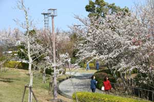 眉山公園さくらギャラリー2