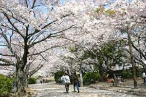 徳島中央公園さくらギャラリー11