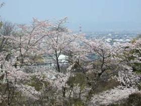 西部公園さくらギャラリー6