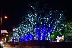 徳島市立体育館の木々に装飾したLEDイルミネーションの別角度の写真