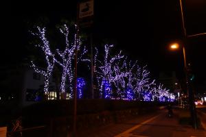 徳島市立体育館の木々に装飾したLEDイルミネーションの別角度の写真