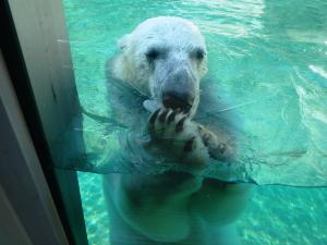 小さくなった氷を器用に食べるポロロの写真