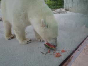 いただいたスイカをおいしそうに食べるポロロの写真1