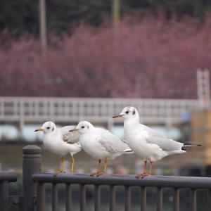 27番デジカメ部門