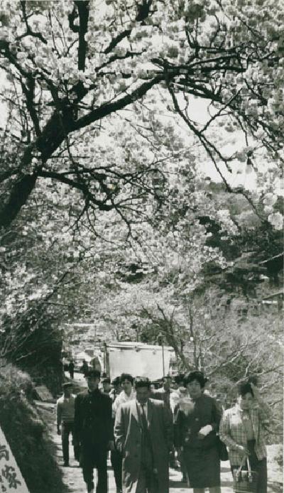 天神社から眉山へ上る途中の桜並木の写真